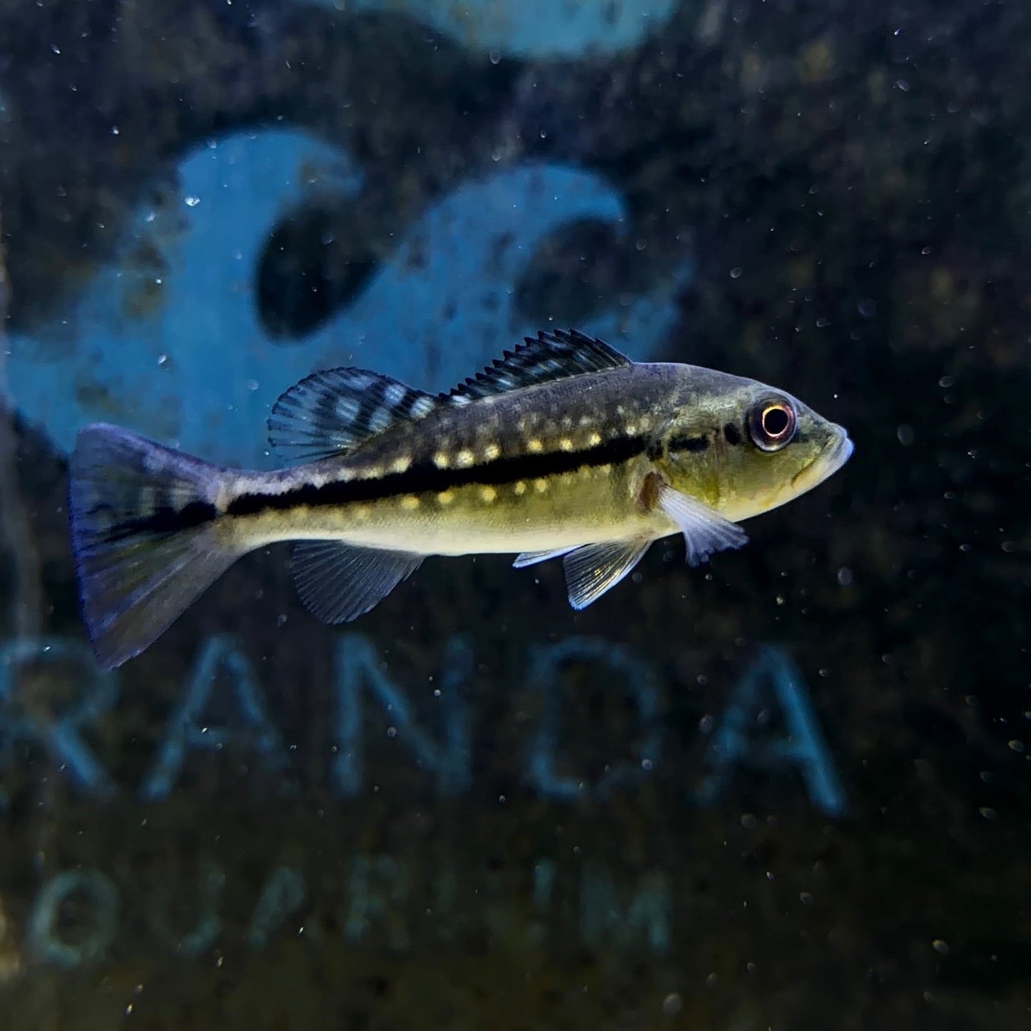 Fogo Peacock Bass
