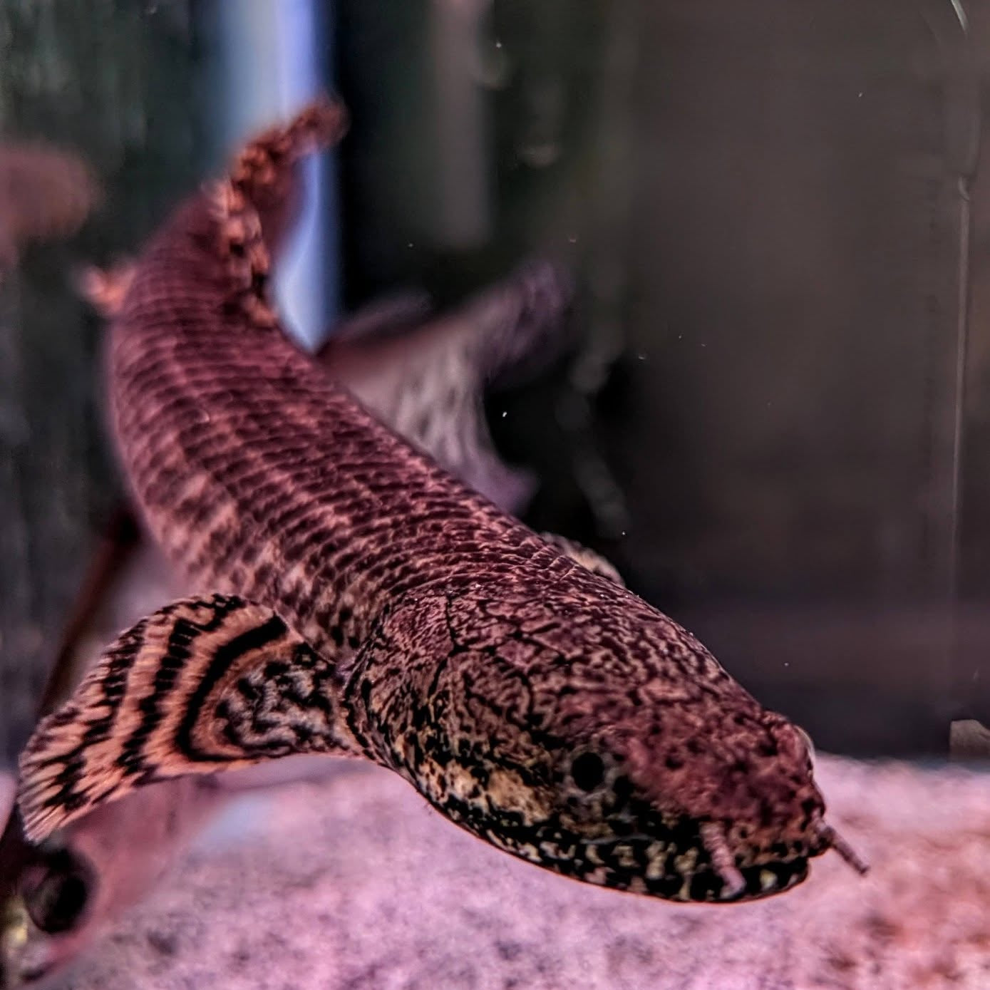 Ornate Bichir