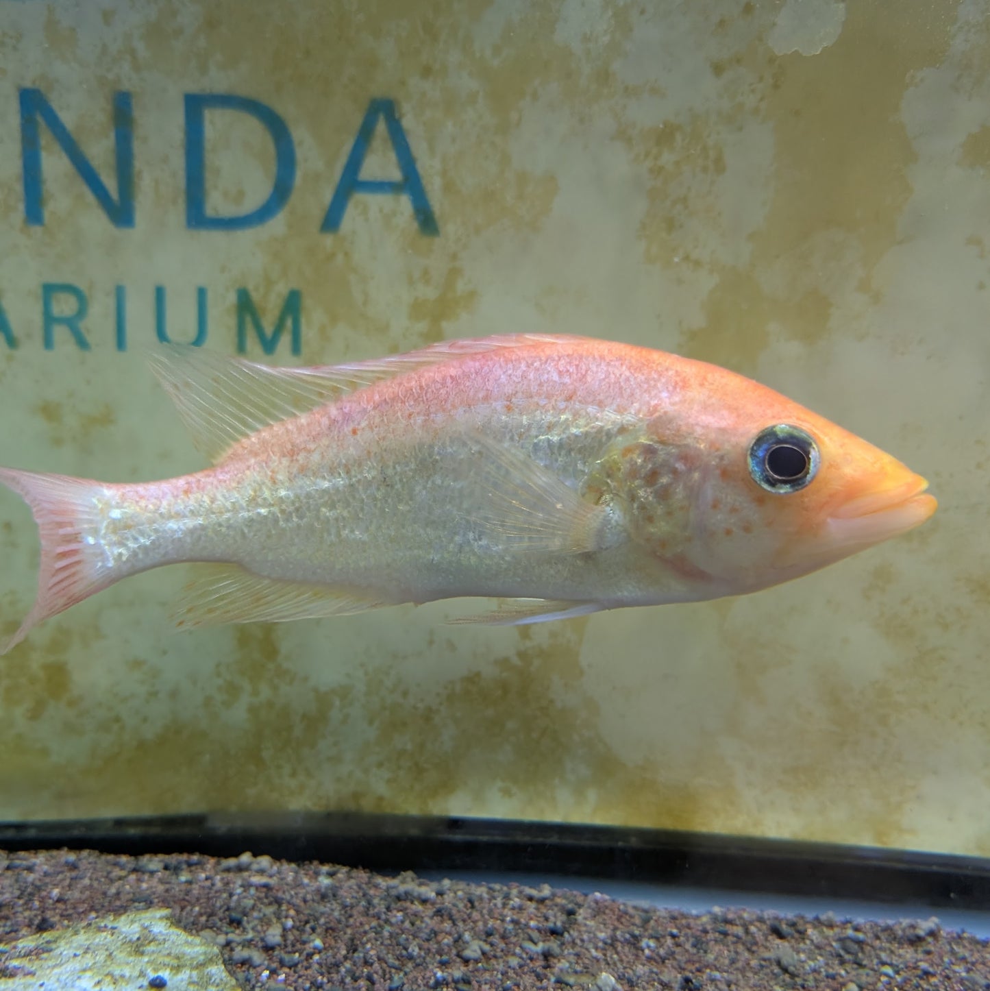 Red Bay Snook