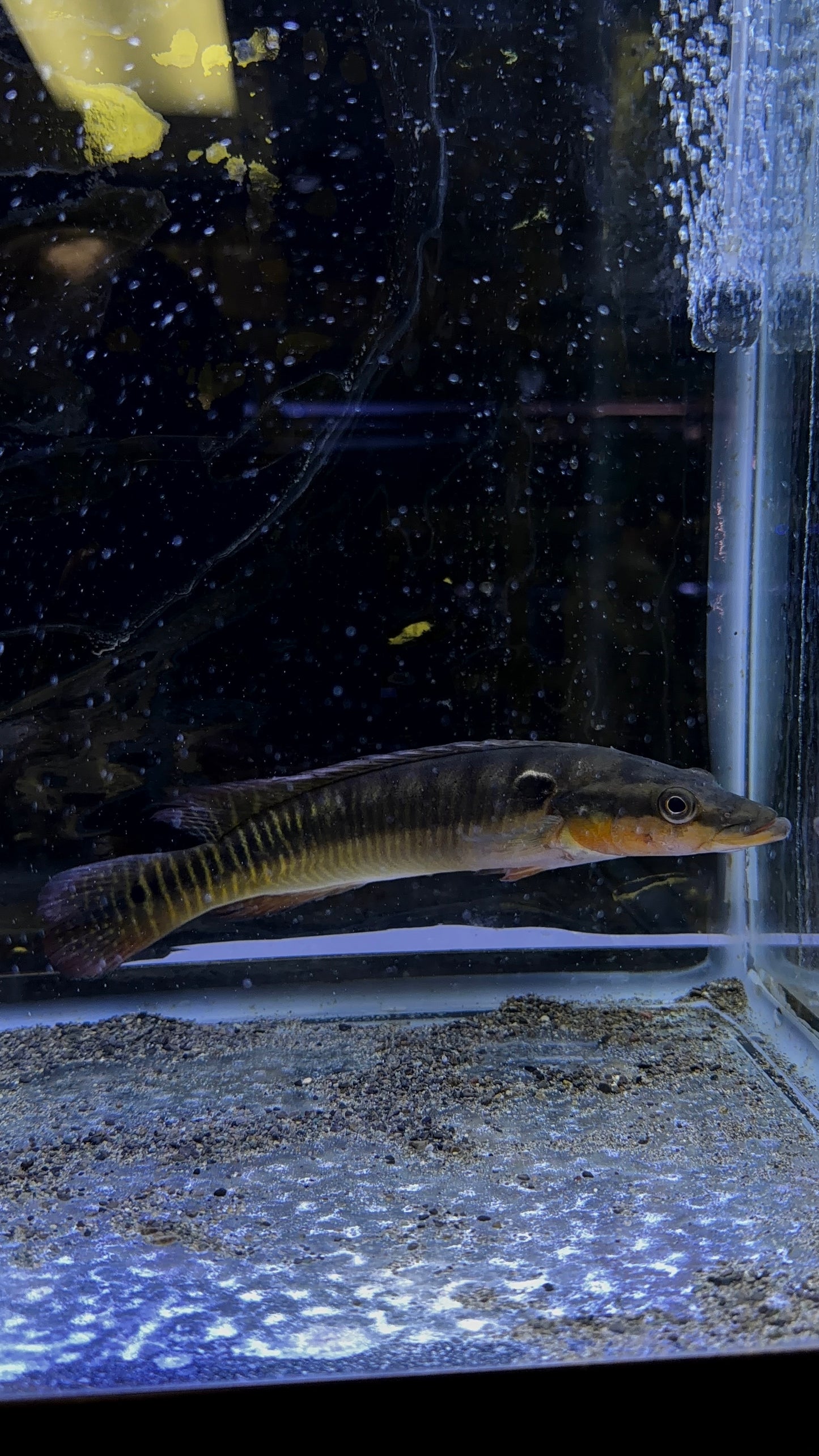 Zebrina Pike