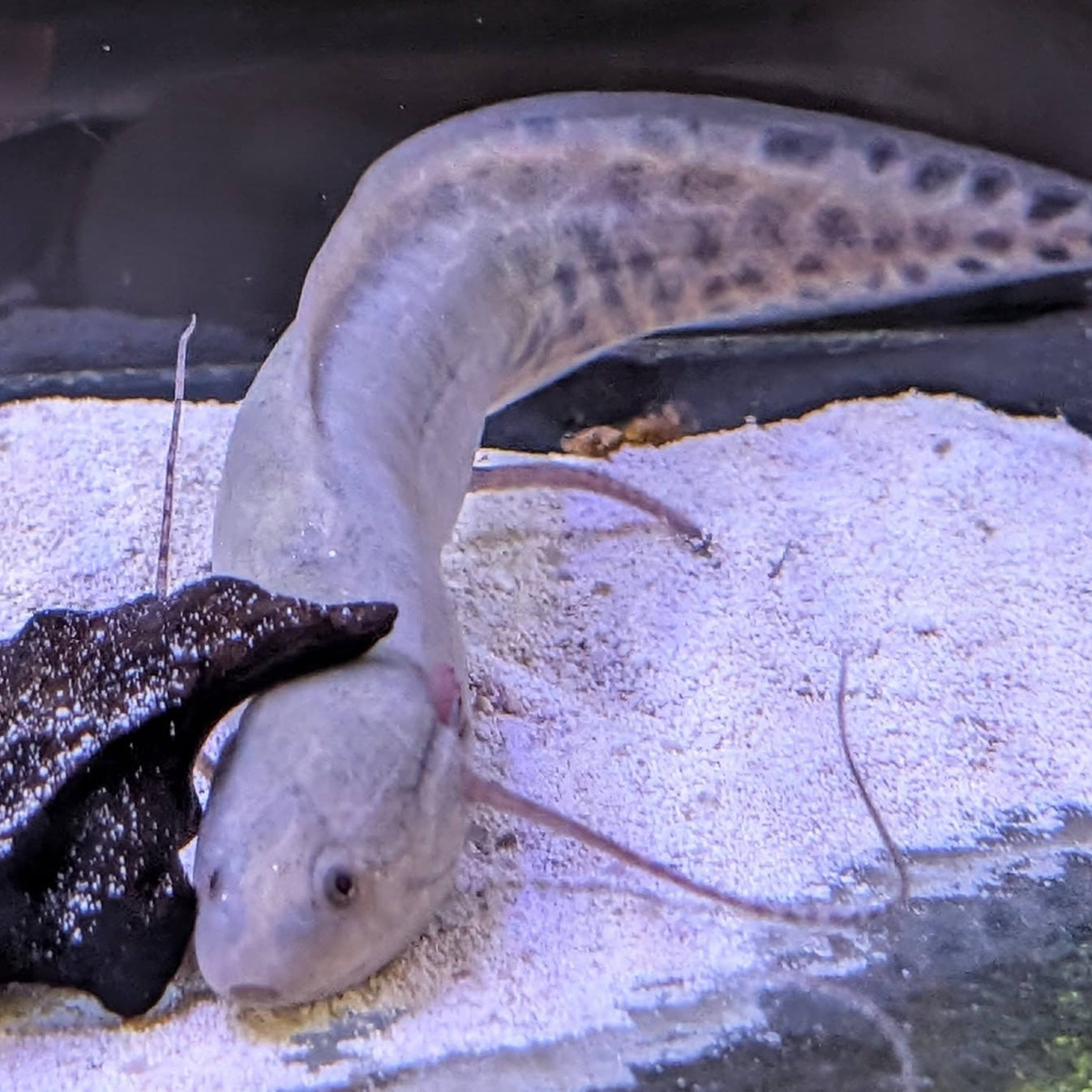 African Lungfish