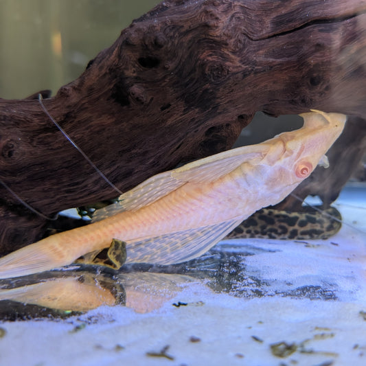 Albino Pleco
