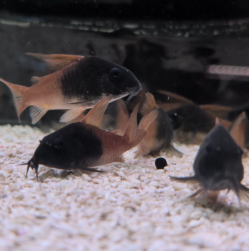 CW217 Rio Tomo Concolor Cory