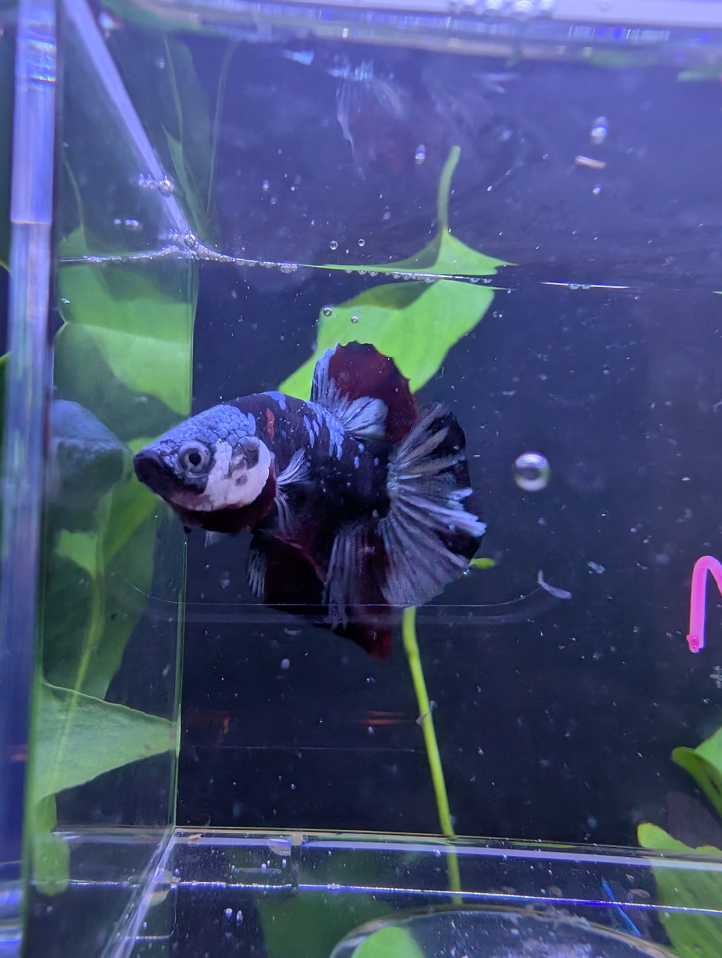 Koi Copper Tiger HMPK