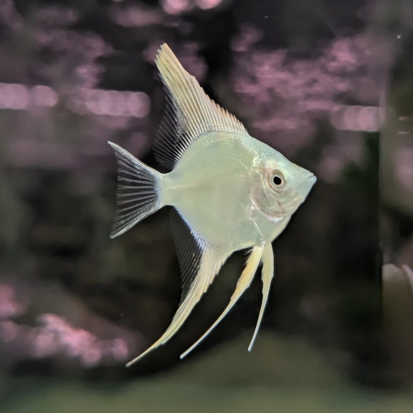 Platinum Angelfish