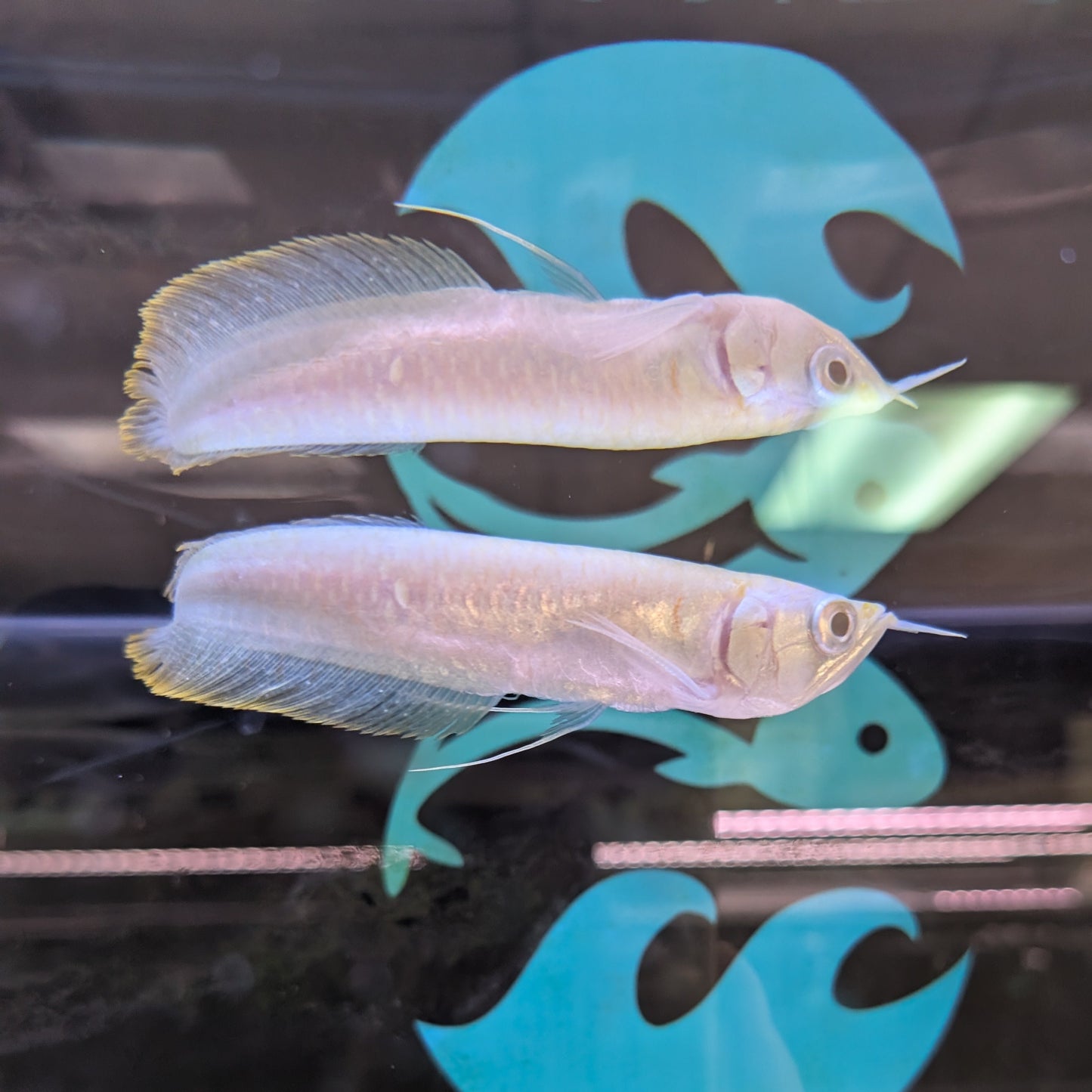 Albino Arowana