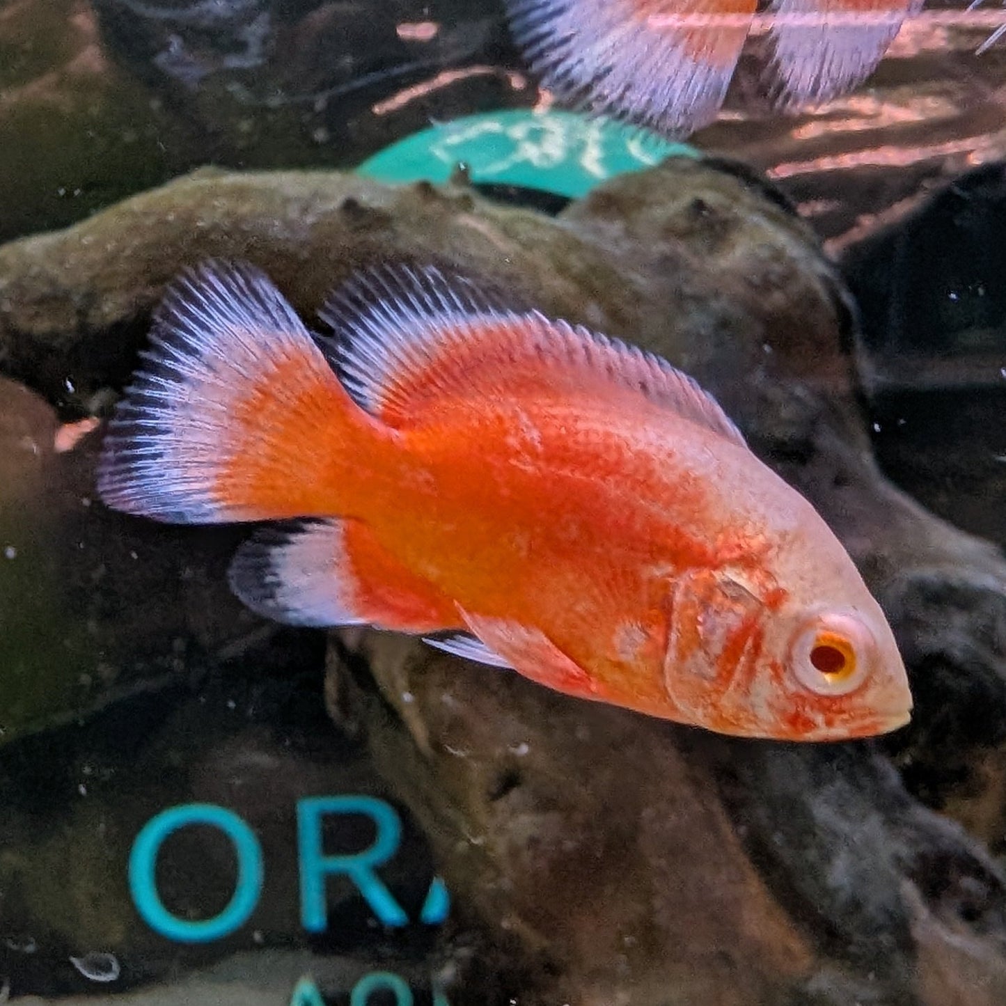 Chili Oscar
