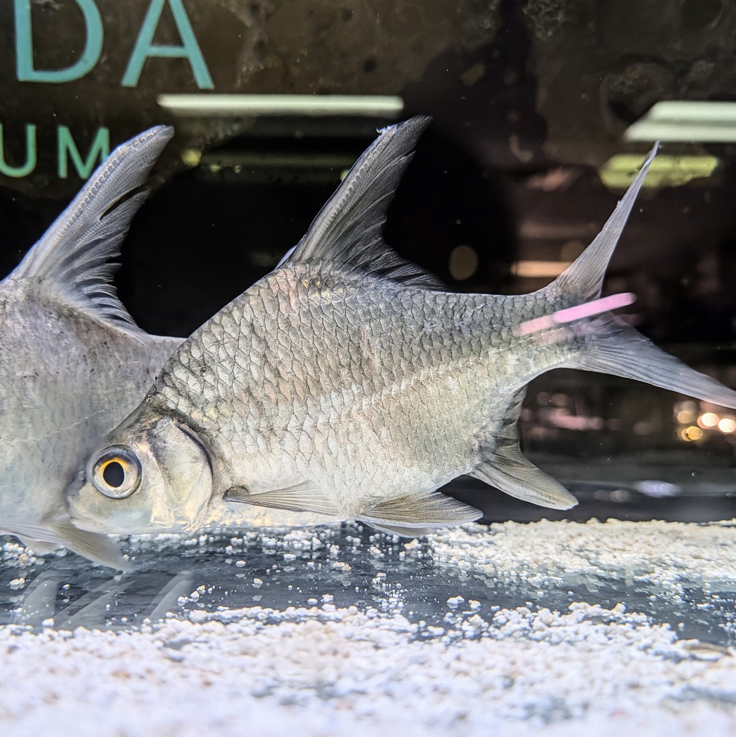 Sickle fin barb