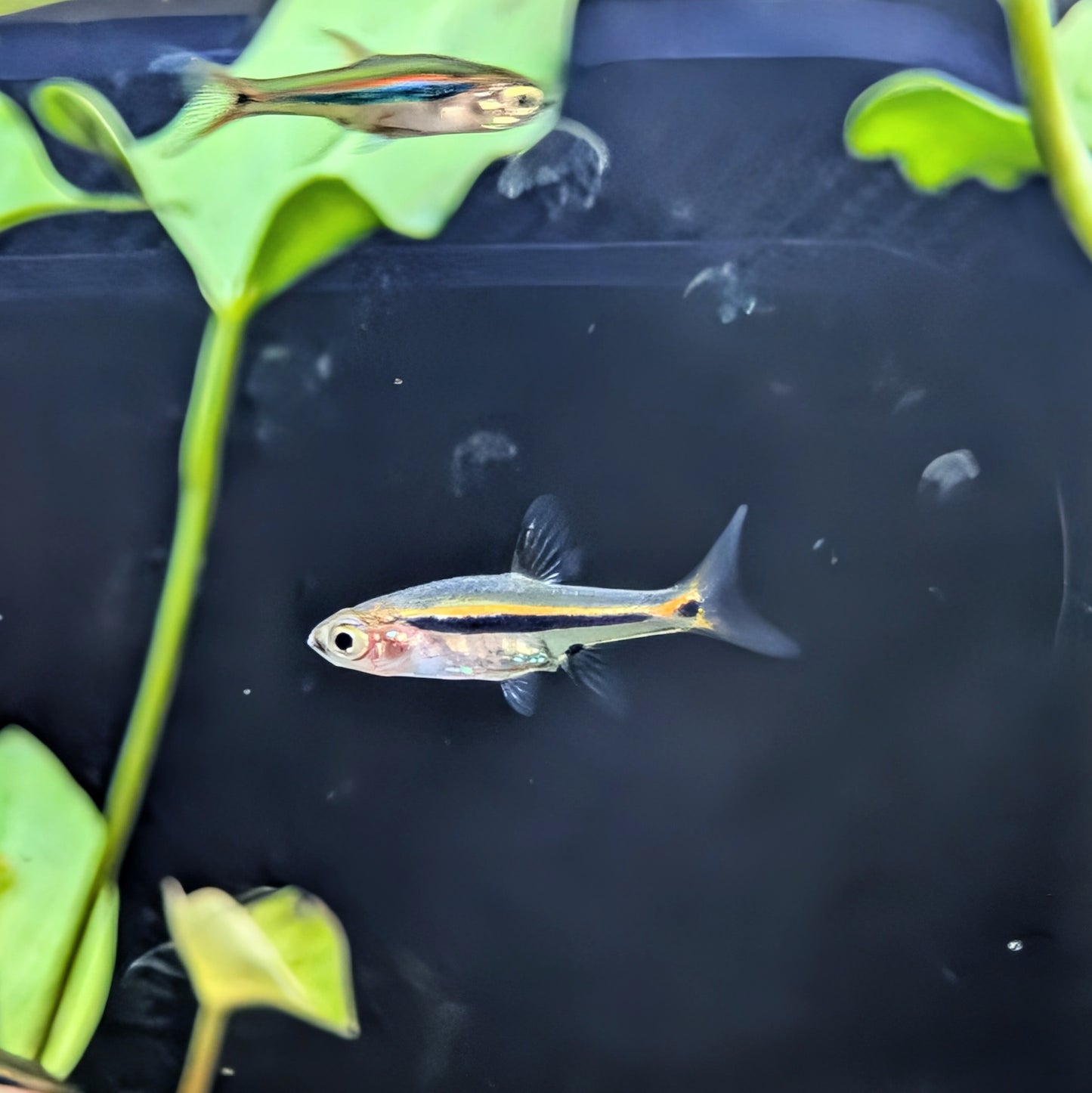 Least Rasbora