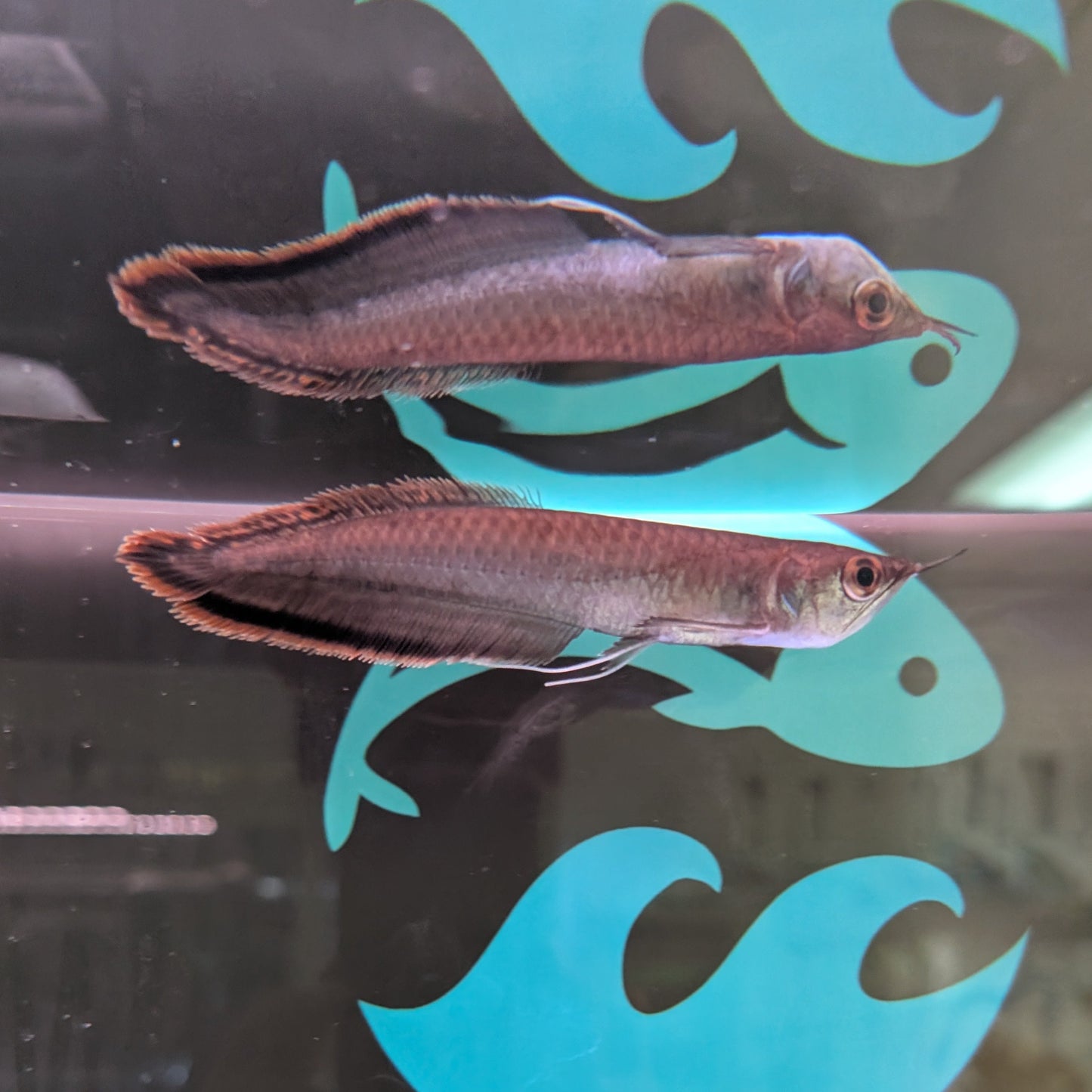 Black Arowana