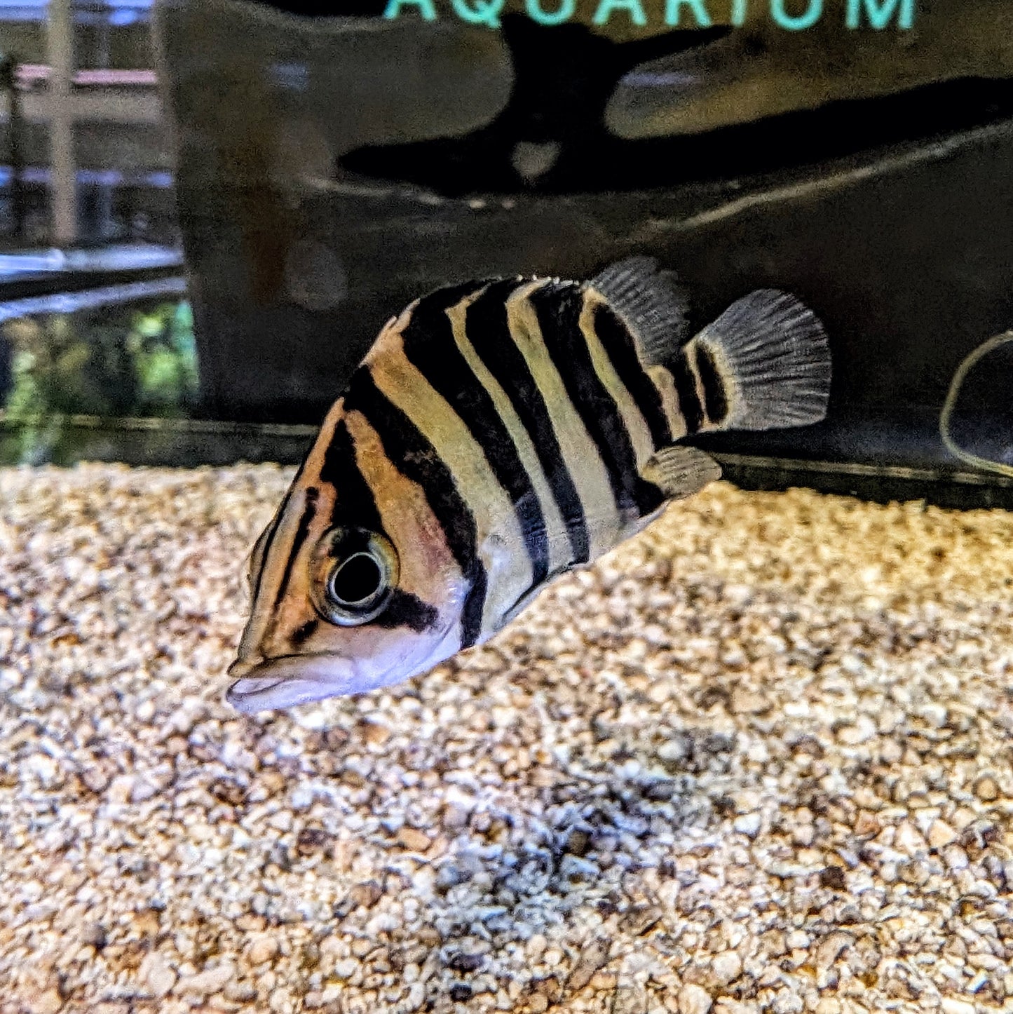 Sumatra Datnoid