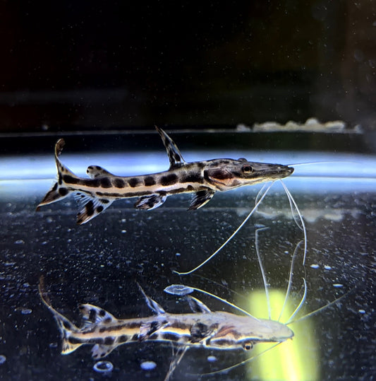 Tiger Shovelnose Catfish