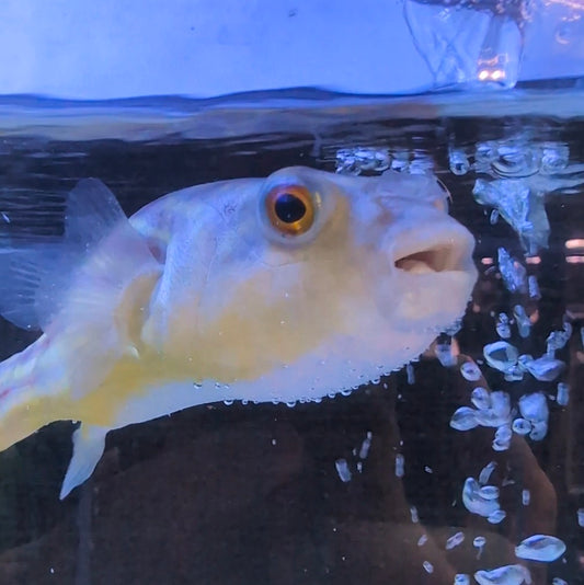 Fahaka Puffer