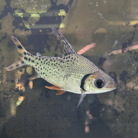 Flagtail Prochilodus