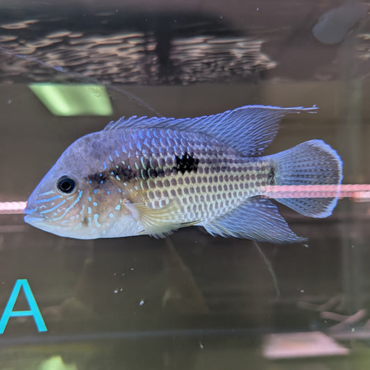 Jumbo Green Terror Cichlid