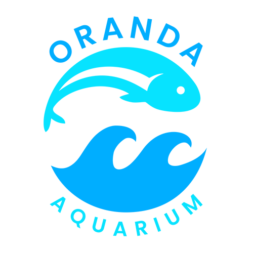 Oranda Aquarium