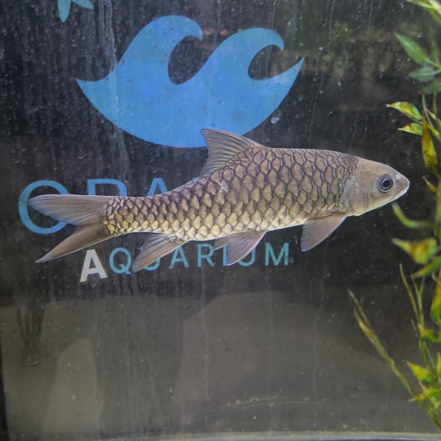 Red Mahseer