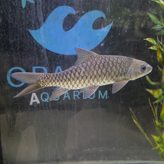Red Mahseer