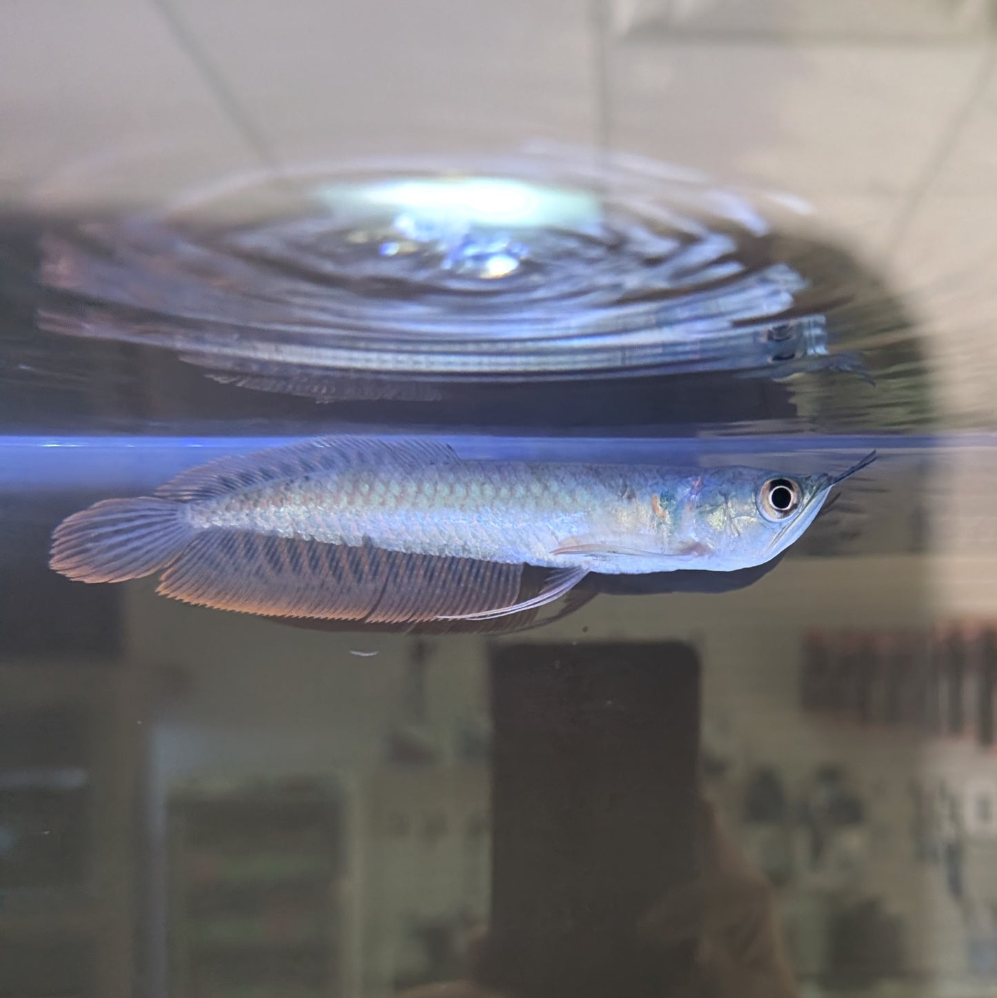 Silver Arowana