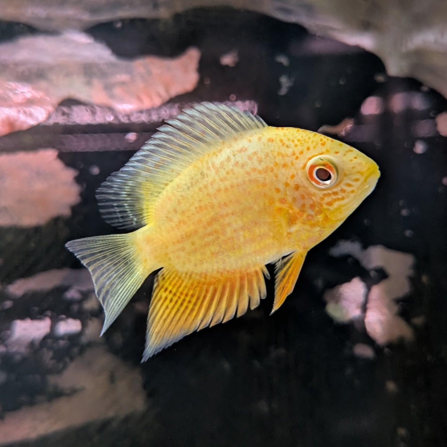 Red Spotted Severum