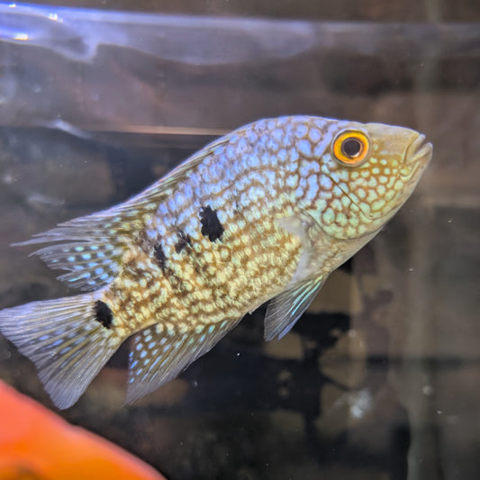 Blue Texas Cichlid
