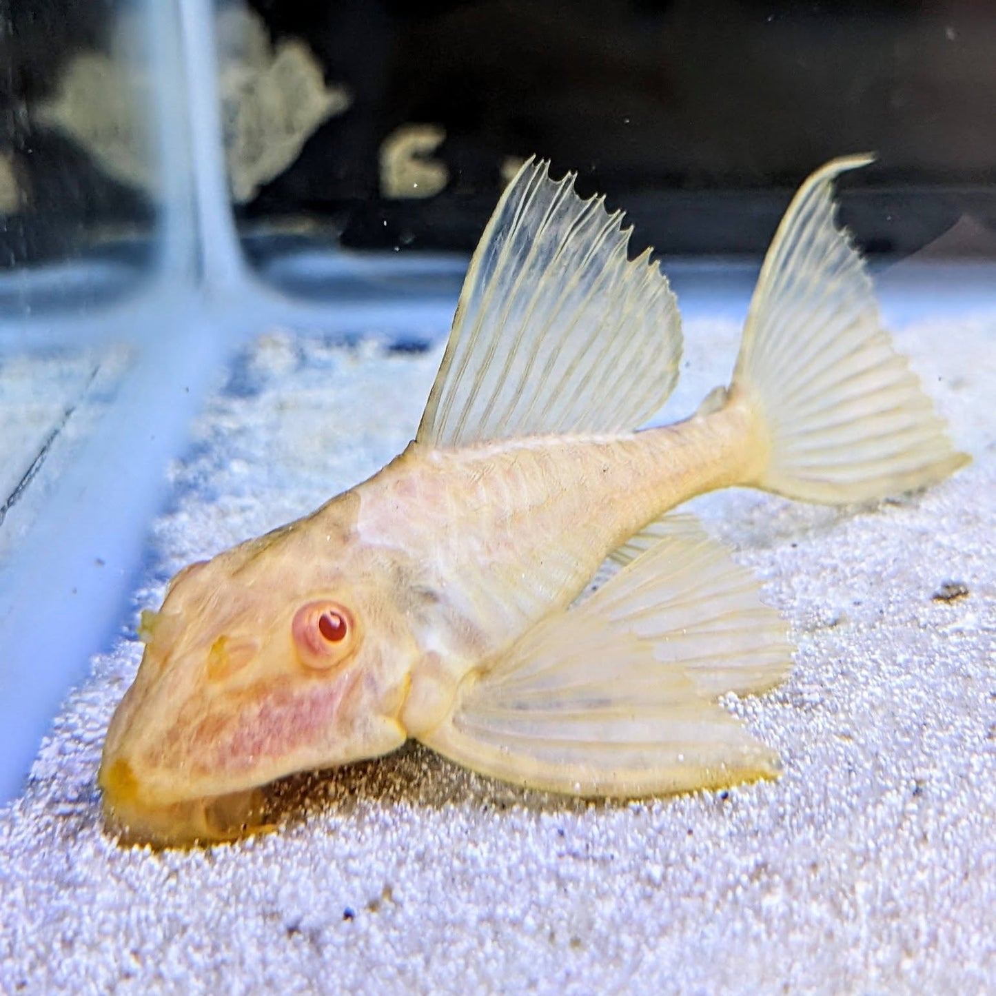 Albino Pleco