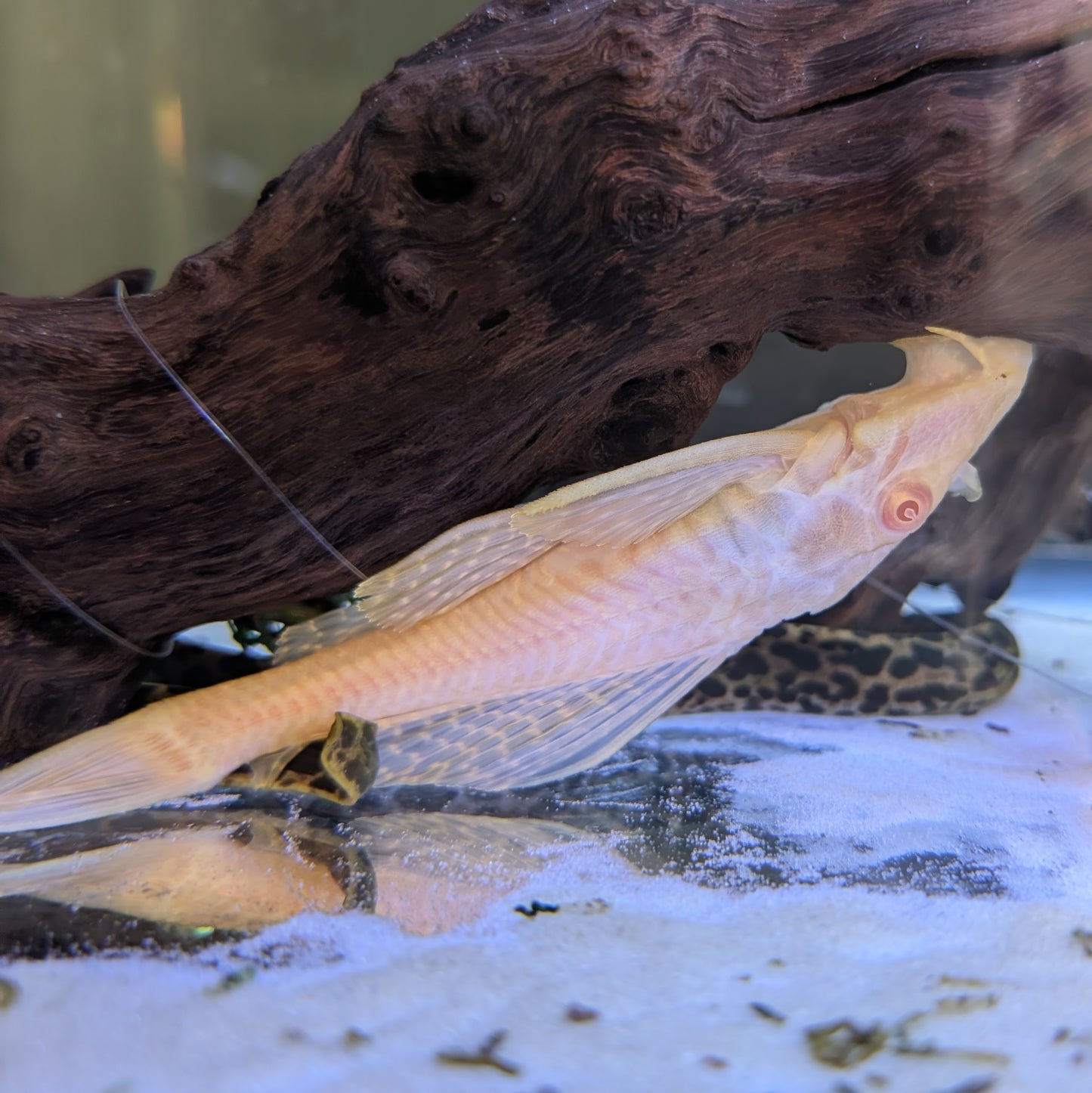 Albino Pleco