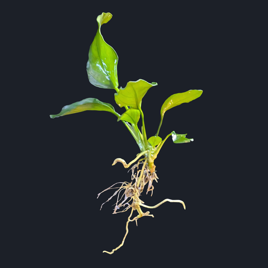 Anubias Nana