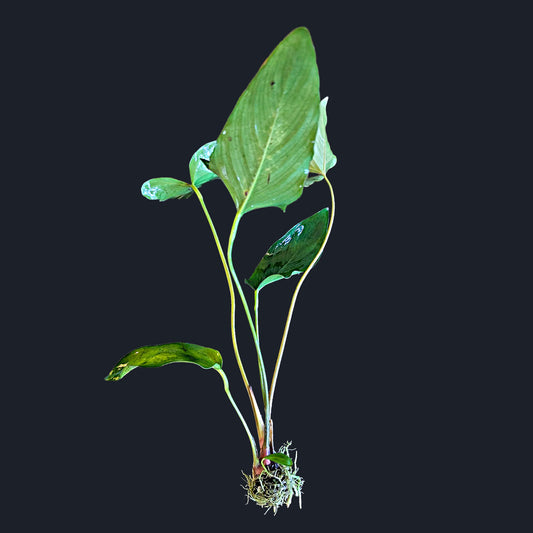 Anubias Hastifolia