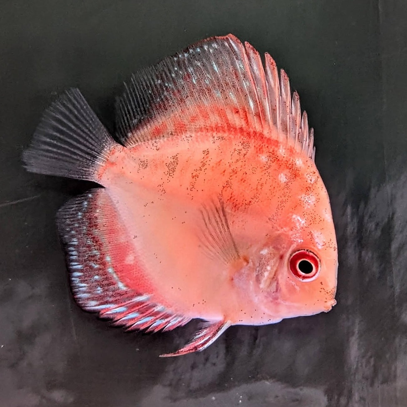 Assorted Discus