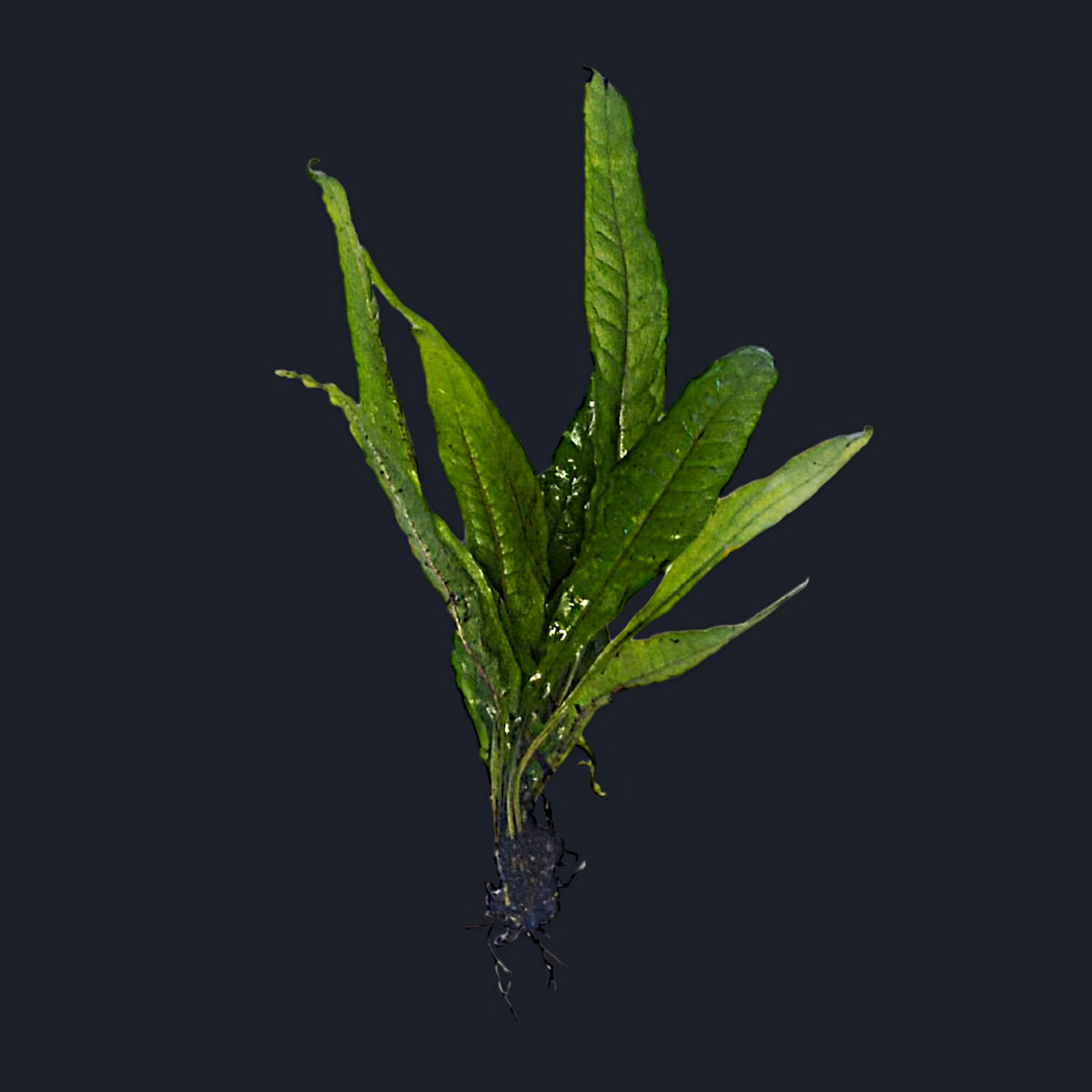 Java Fern