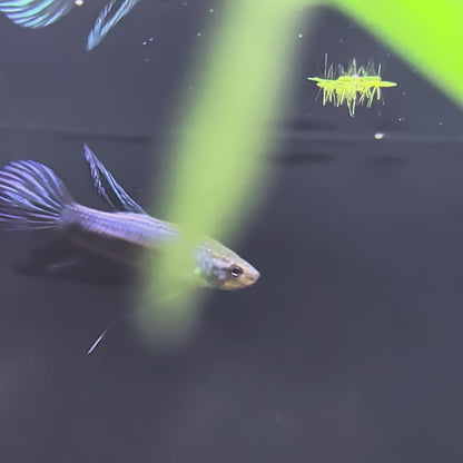 Smaradina guitar (Wild Betta)