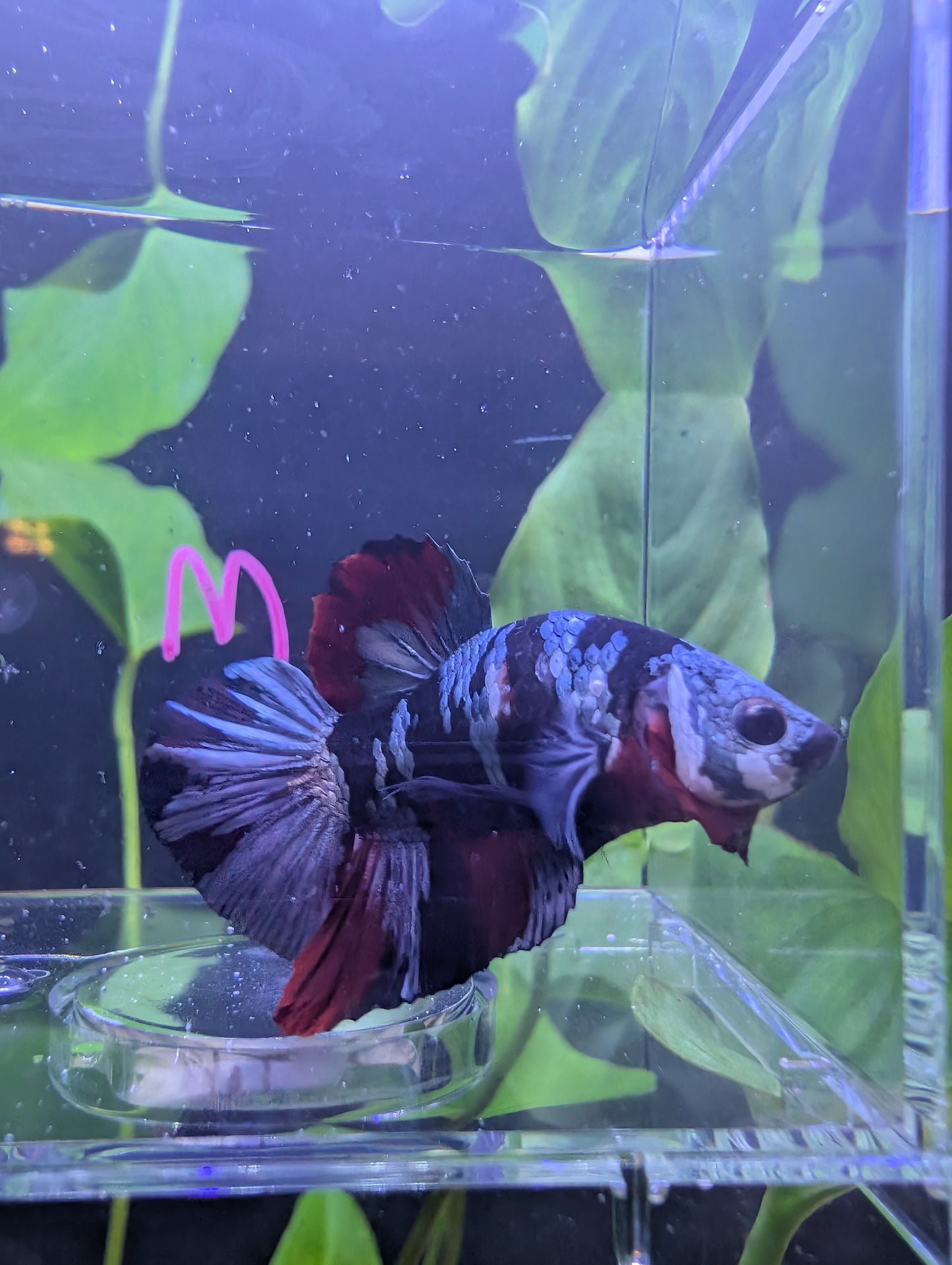 Koi Copper Tiger HMPK