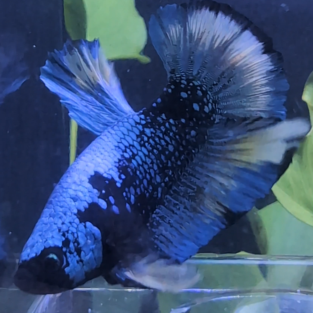 Avatar Galaxy HMPK