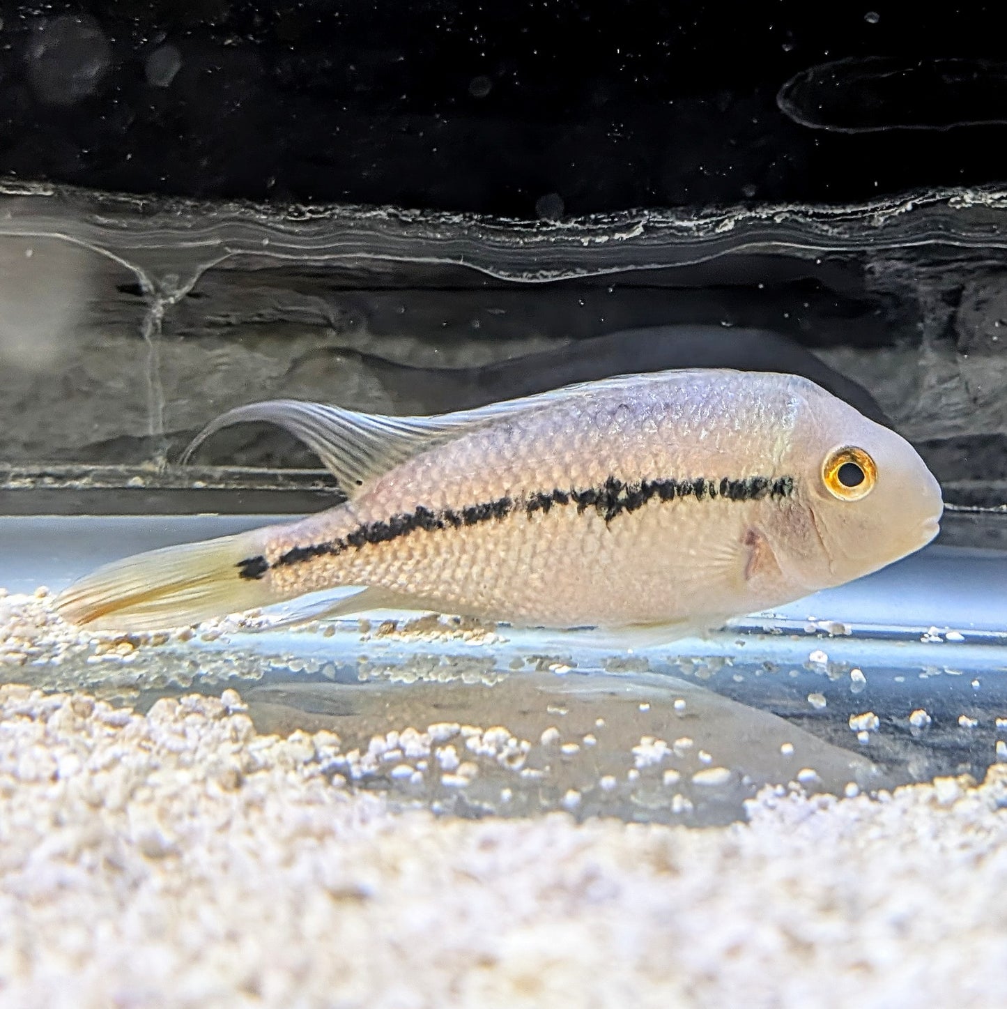 Nicaragua Cichlid