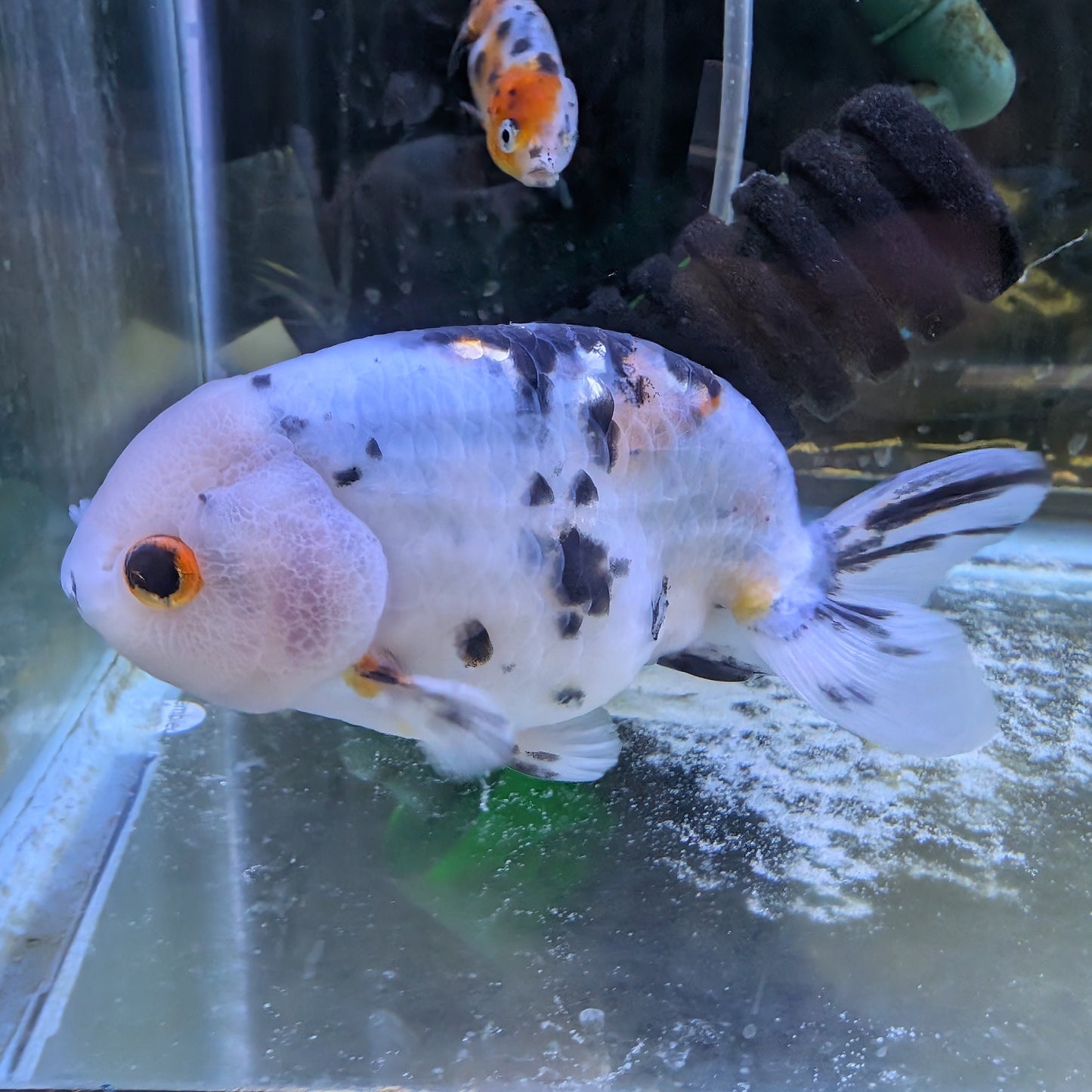 Marble Ranchu