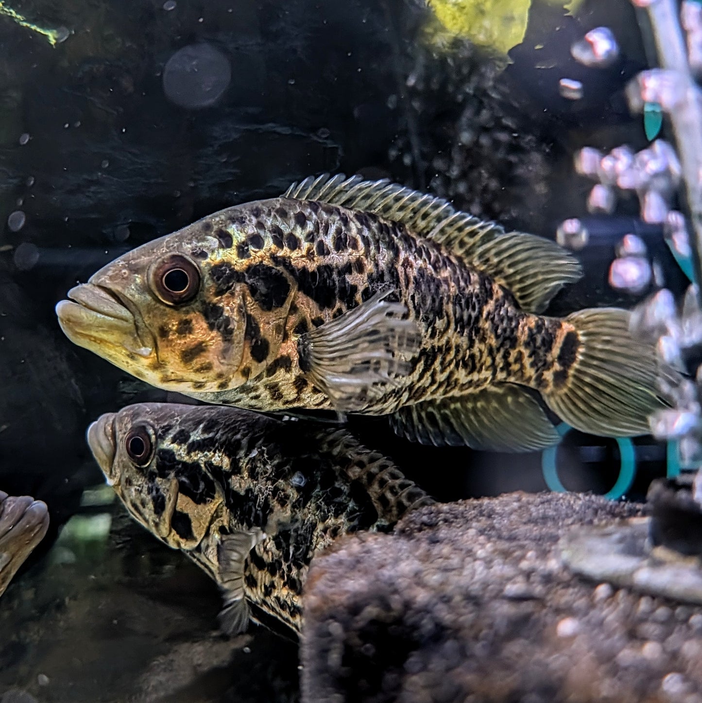 Jaguar Cichlid