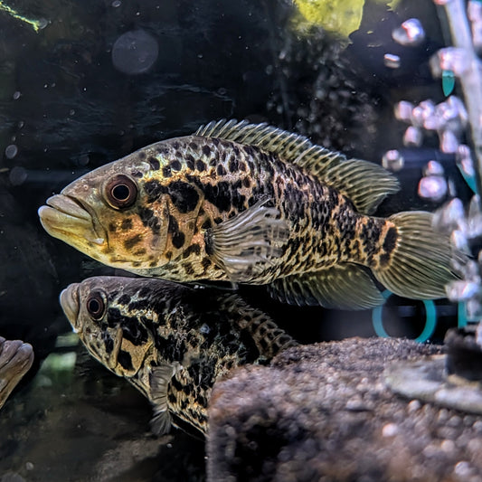 Jaguar Cichlid