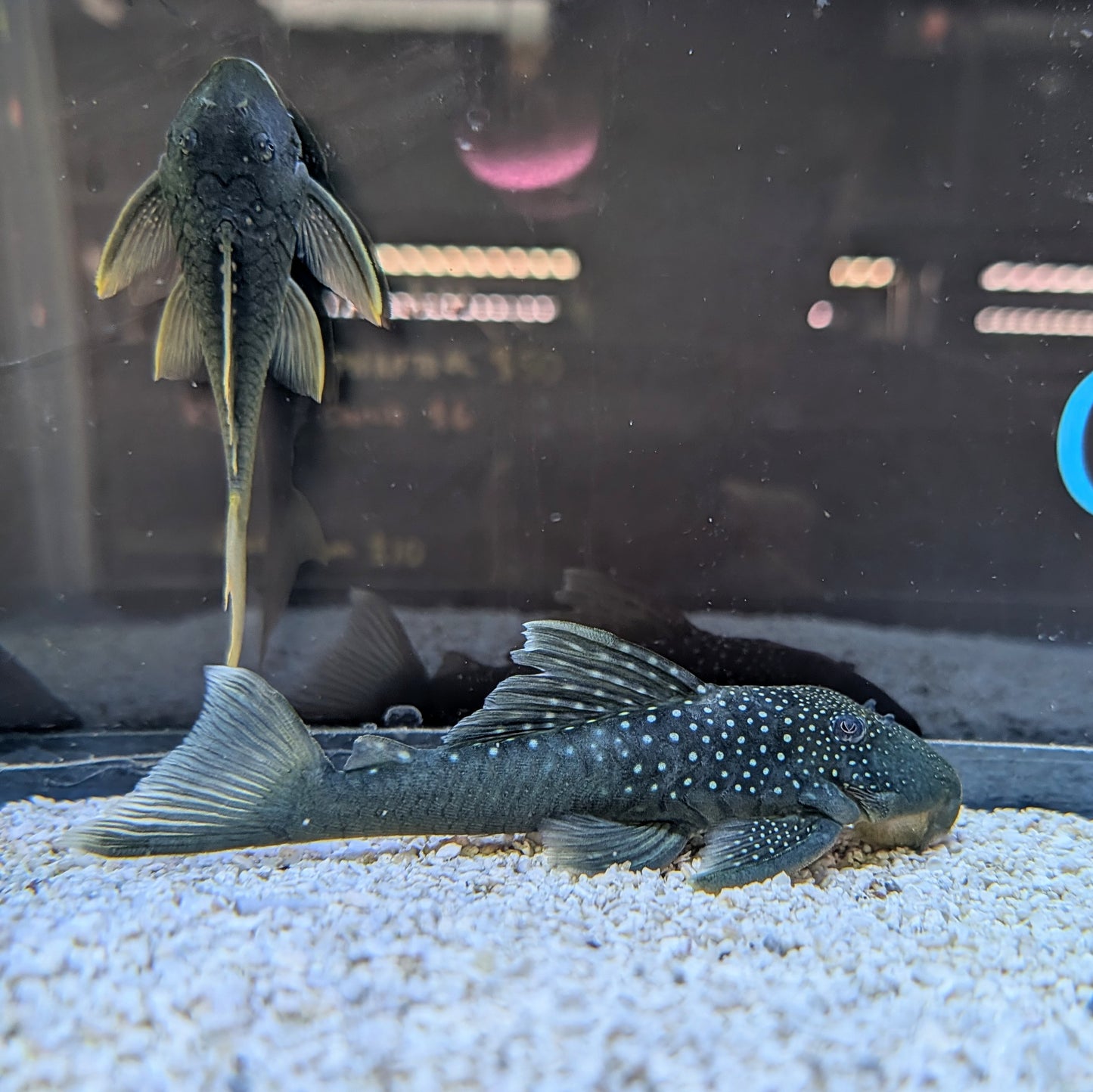Green Phantom pleco