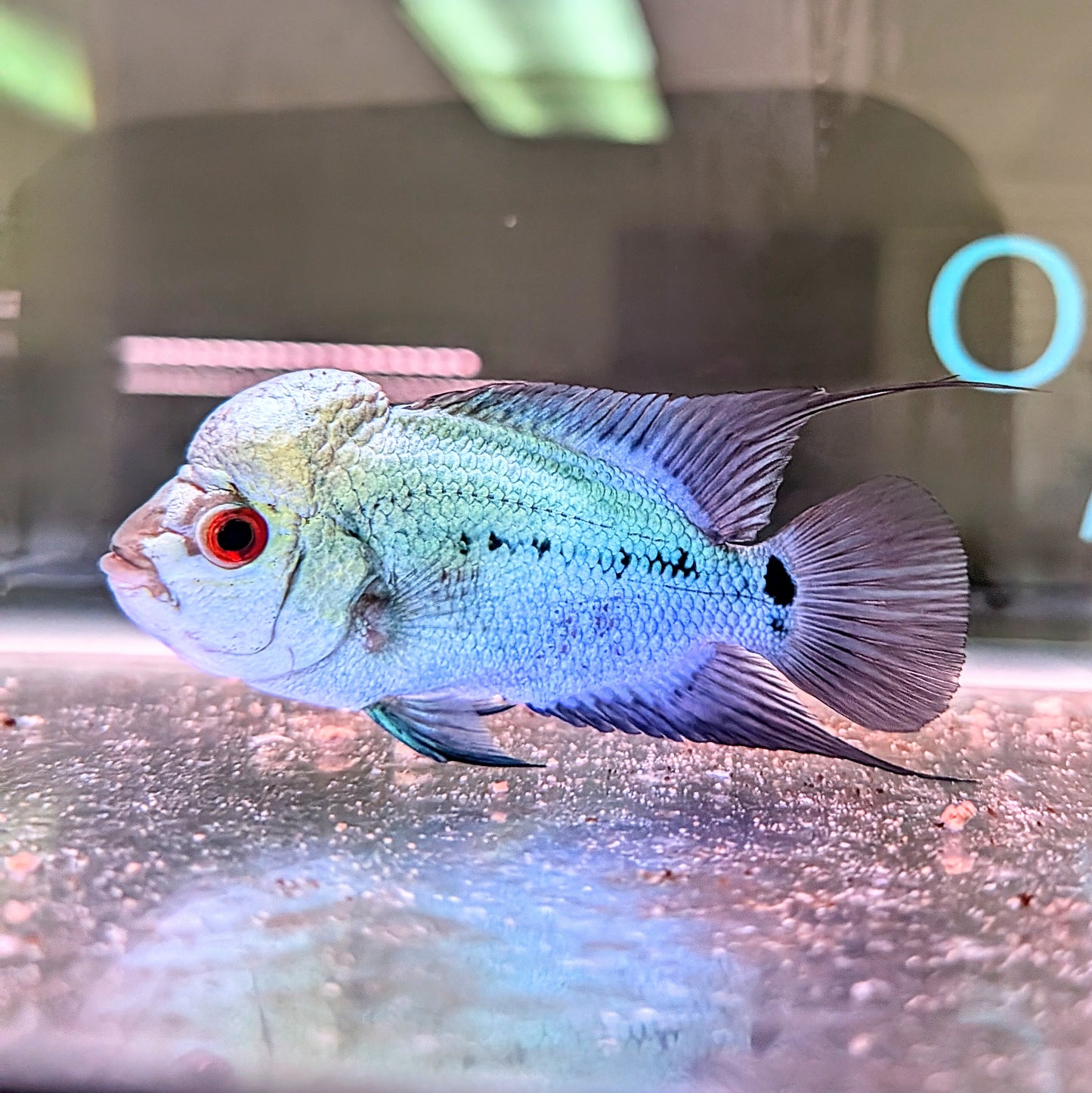 Thai Silk Flowerhorn
