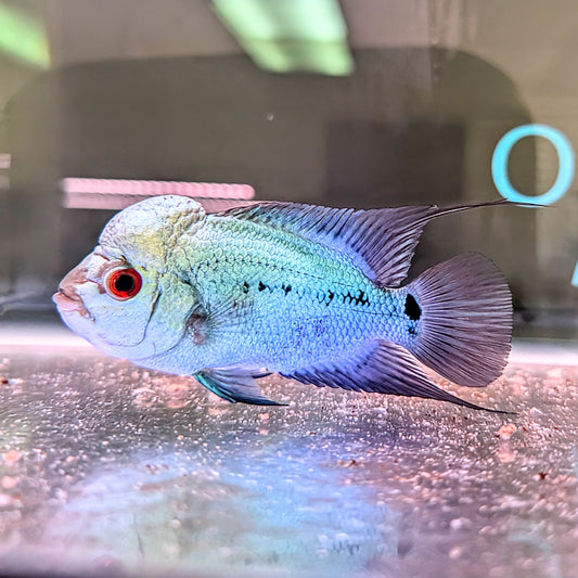 Thai Silk Flowerhorn