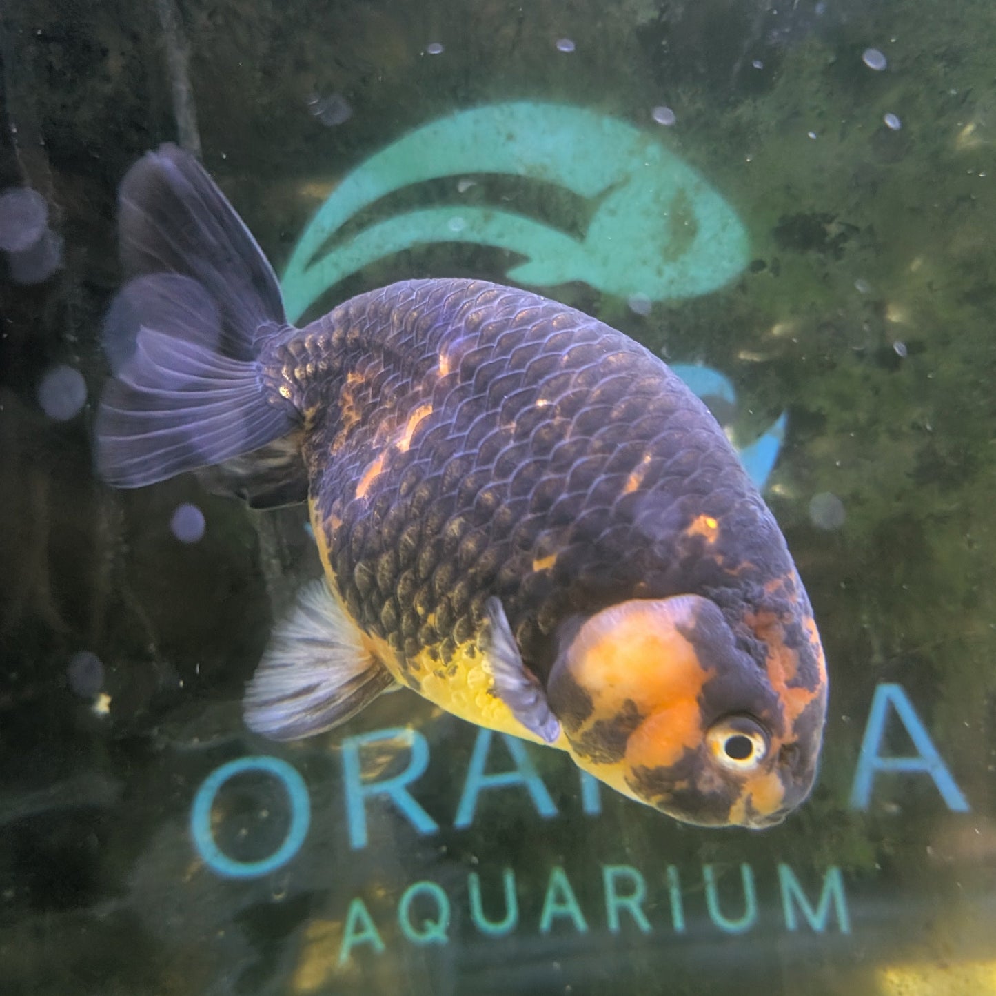 Ranchu (Black & Gold)
