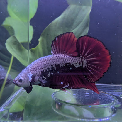 Red Dragon Snow HMPK