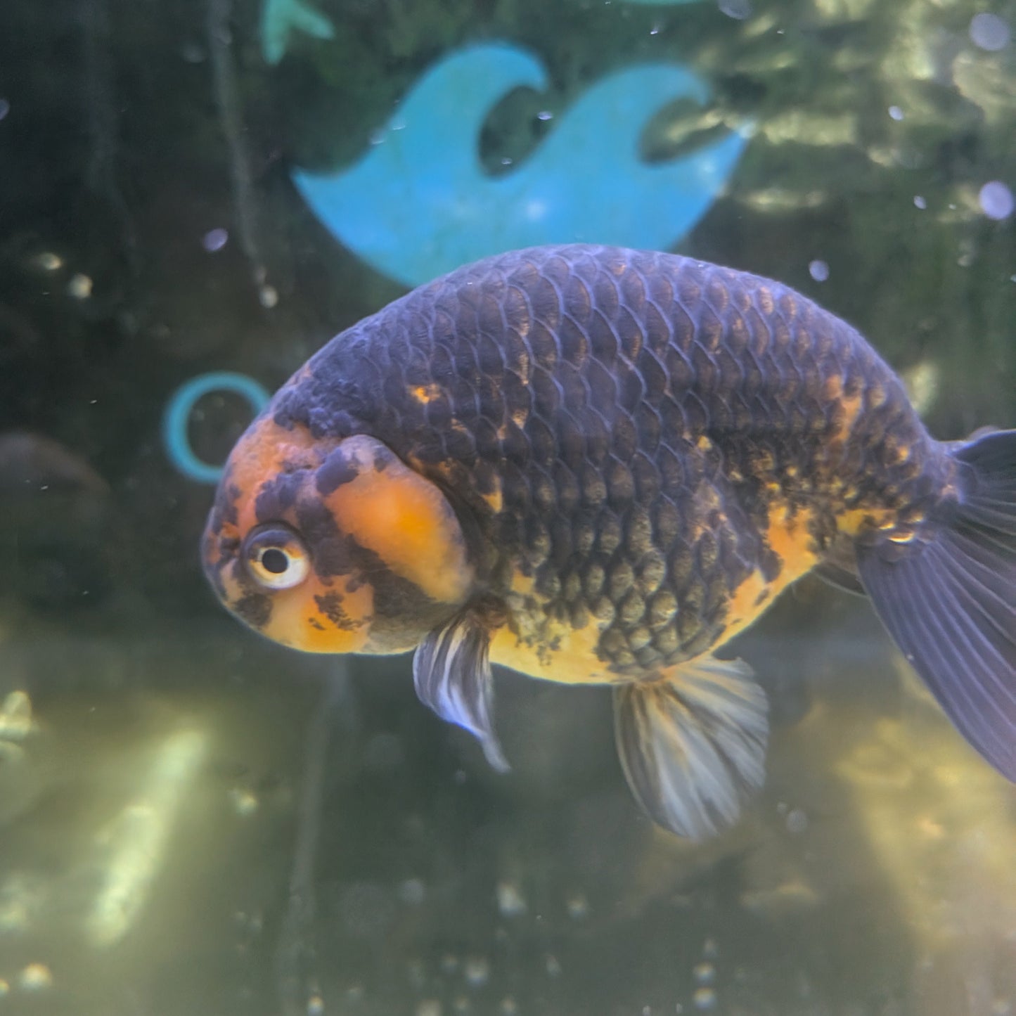 Ranchu (Black & Gold)