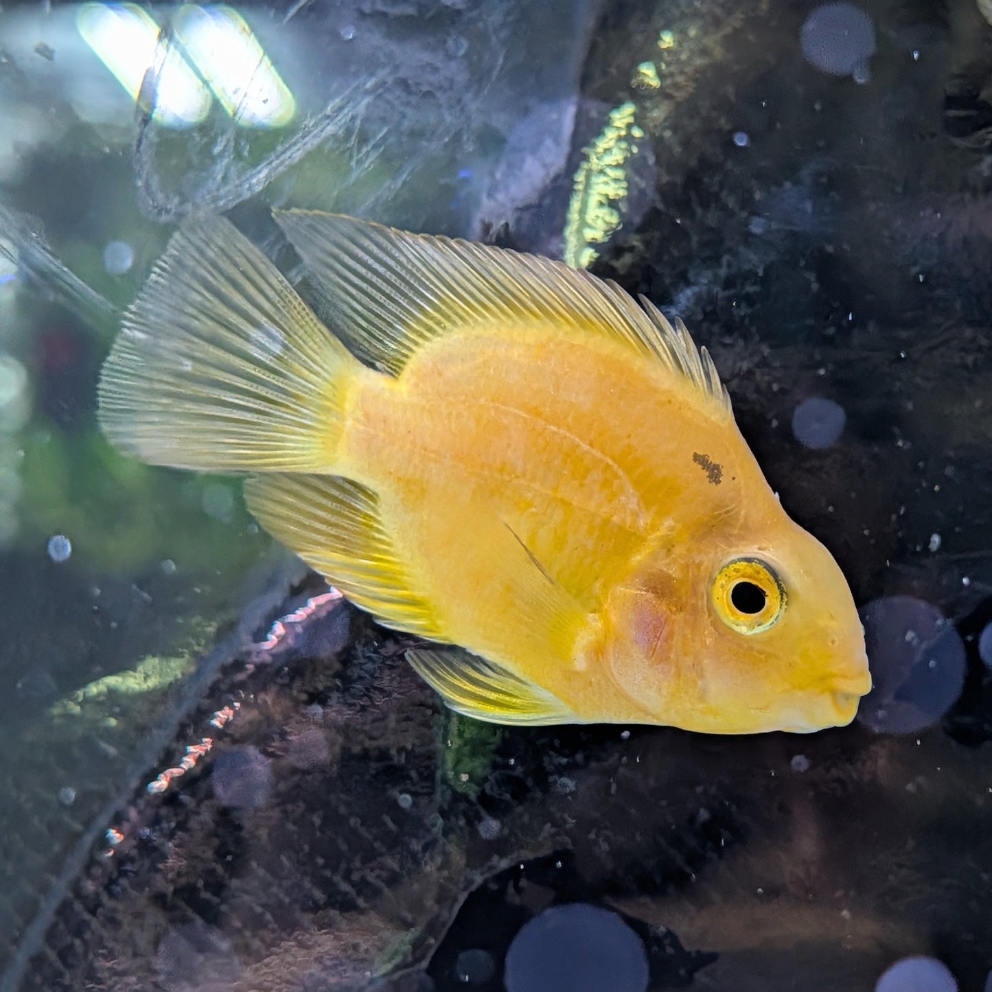 Yellow Parrot