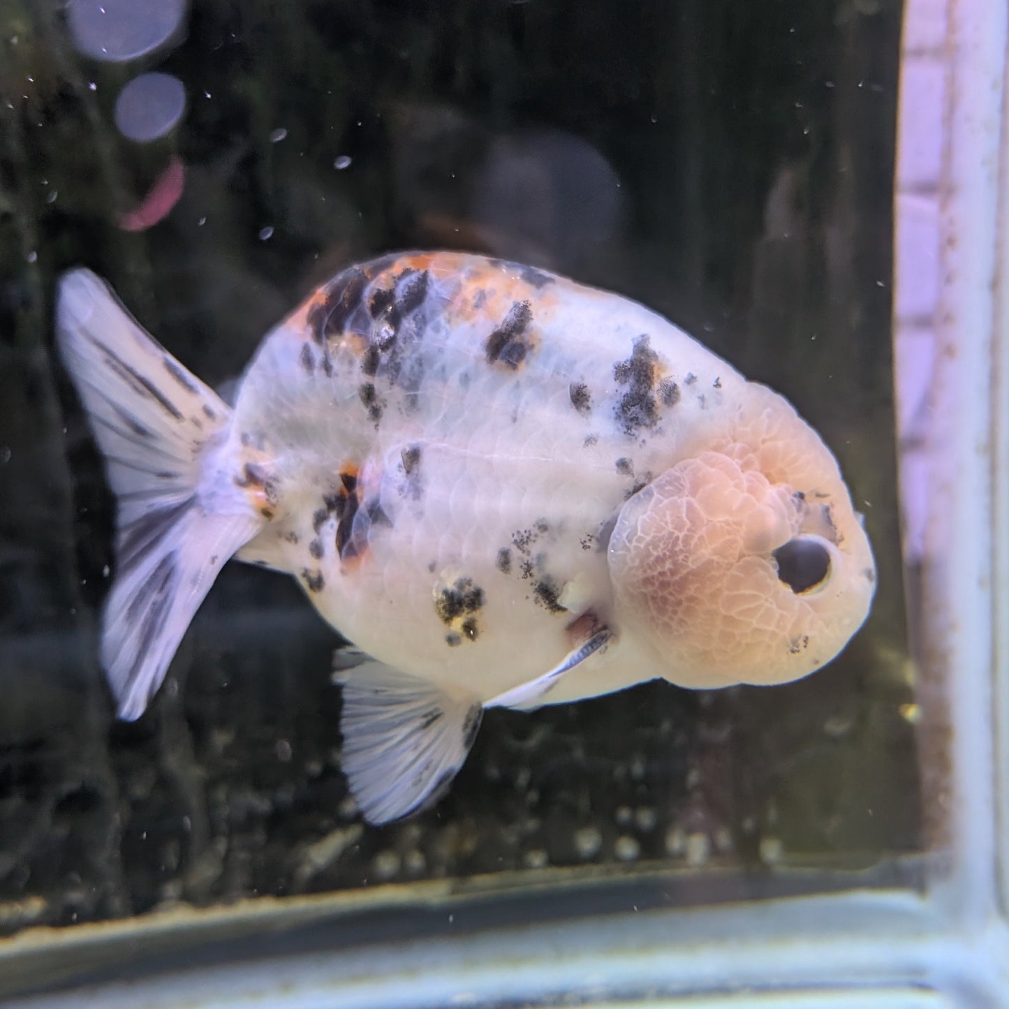 Marble Ranchu