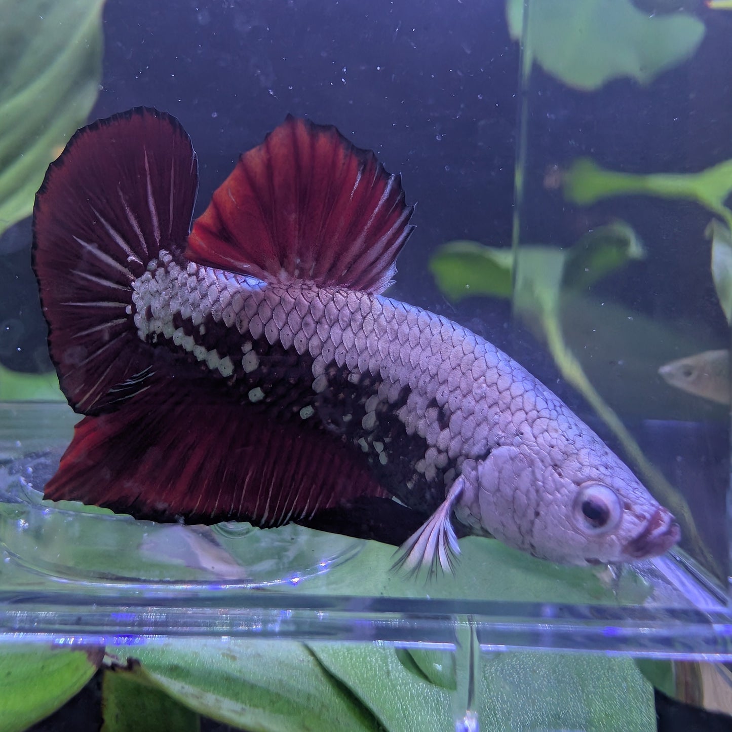 Red Dragon Snow HMPK
