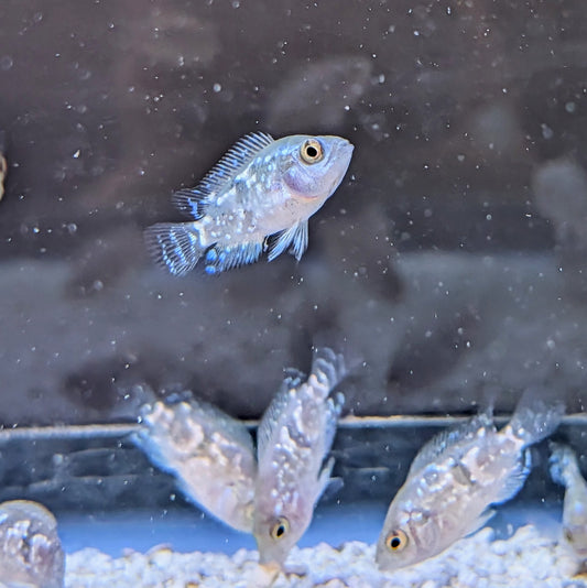 Electric Blue Jack Dempsey