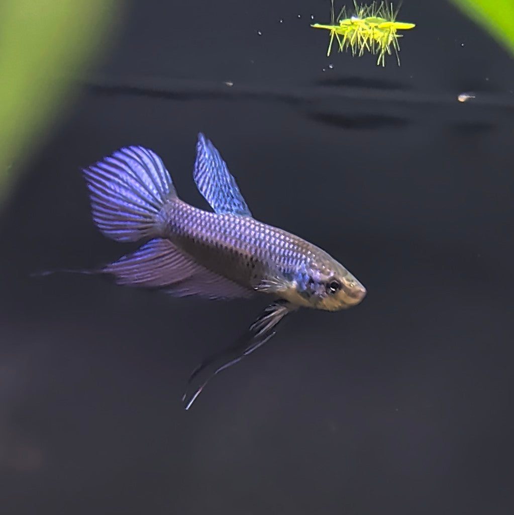 Smaradina guitar (Wild Betta)