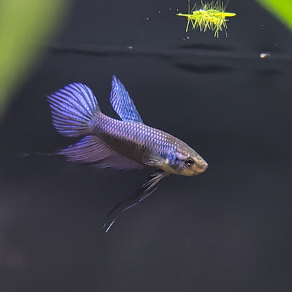Smaradina guitar (Wild Betta)